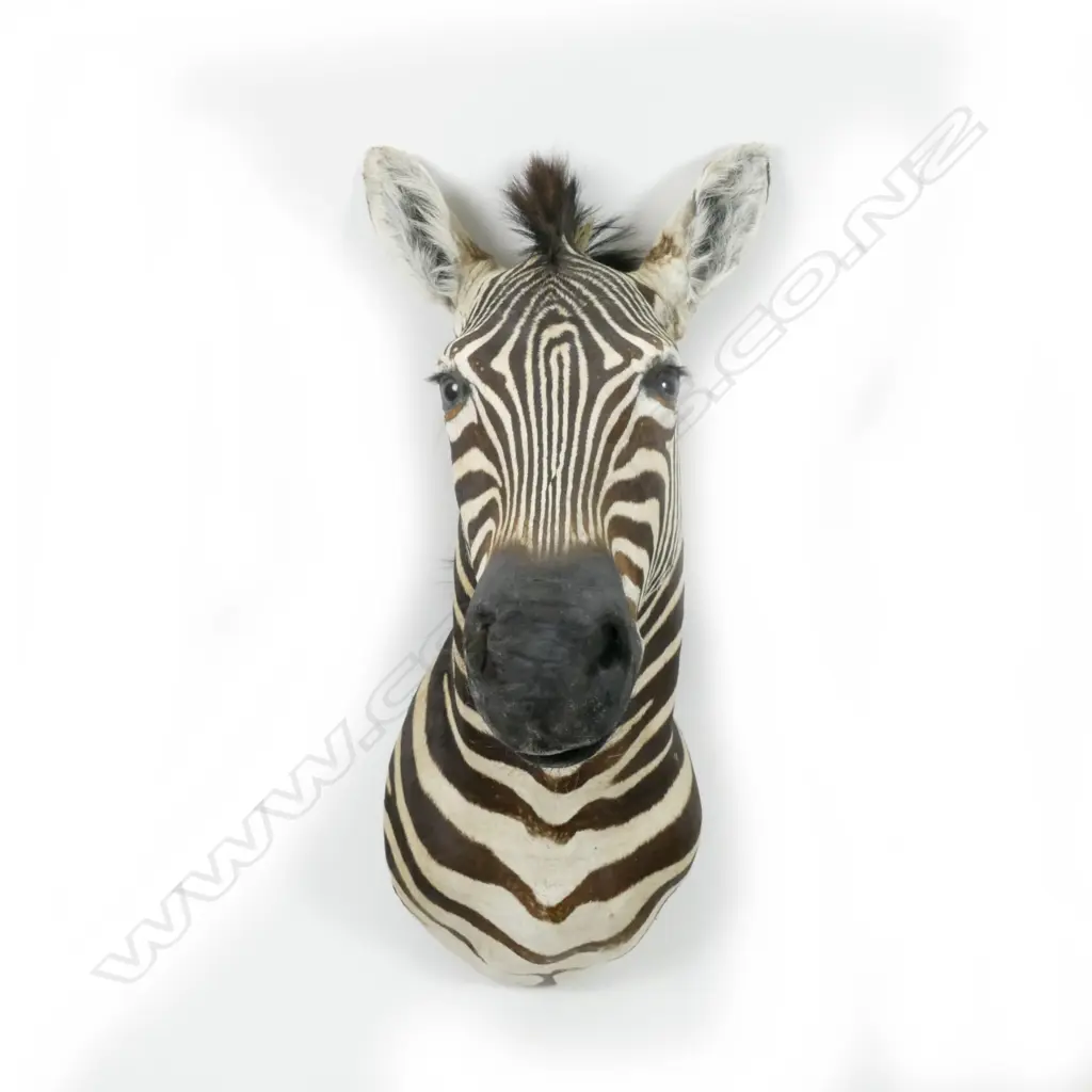 A good taxidermy Burchell's zebra head Image 1++