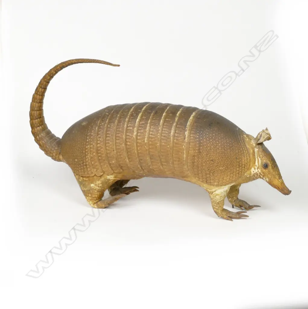A vintage taxidermy armadillo Image 1++