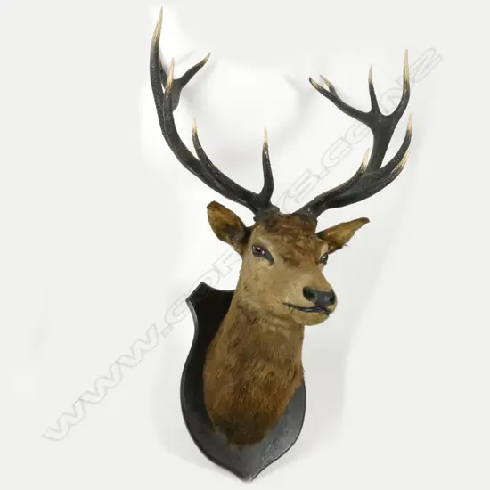 A good taxidermy red stag trophy mount