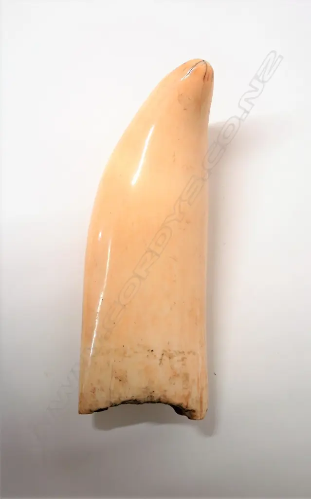 A large old sperm whale tooth Image 1++