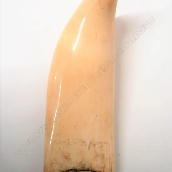 A large old sperm whale tooth