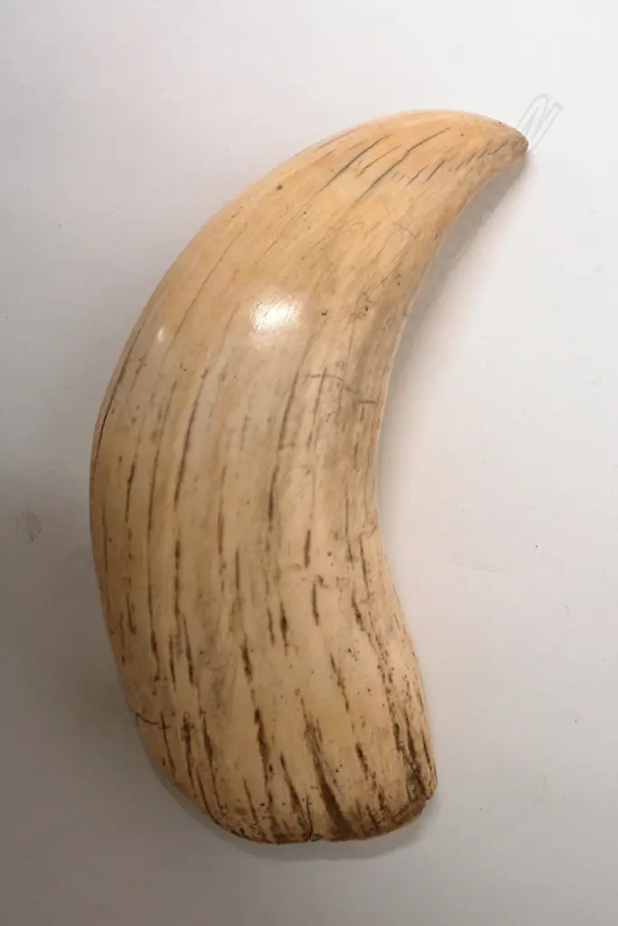 An enormous old sperm whale tooth Image 1++