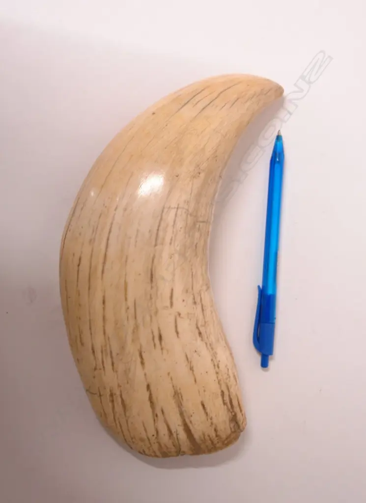 An enormous old sperm whale tooth Image 1++