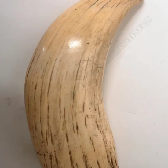 An enormous old sperm whale tooth