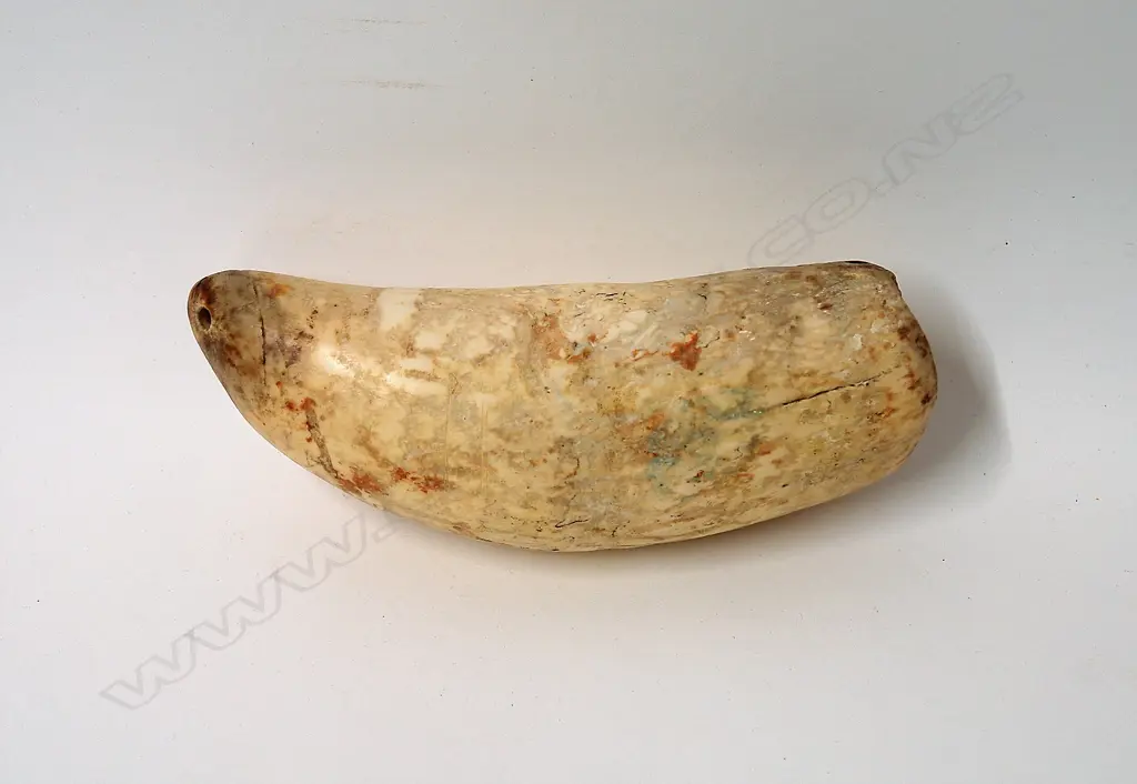 A Fijian tabua (whale's tooth pendant) Image 1++