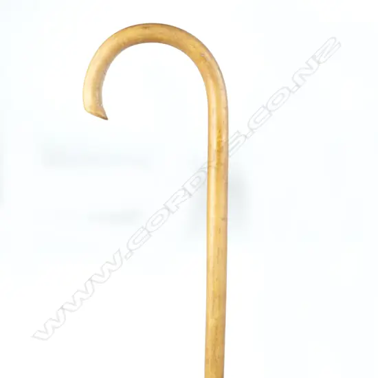 A pizzle walking stick
