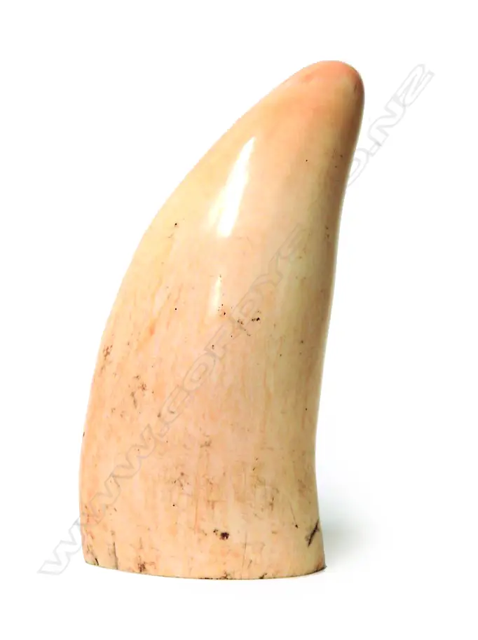 An old polished sperm whale's tooth Image 1++
