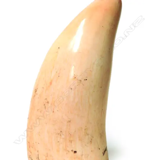 An old polished sperm whale's tooth