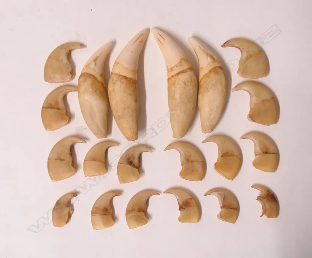 An old set of four large lion's teeth and 16 claws Image 1++