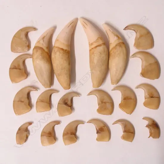An old set of four large lion's teeth and 16 claws