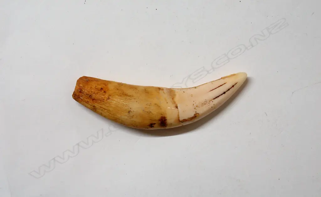 A vintage lion's tooth Image 1++