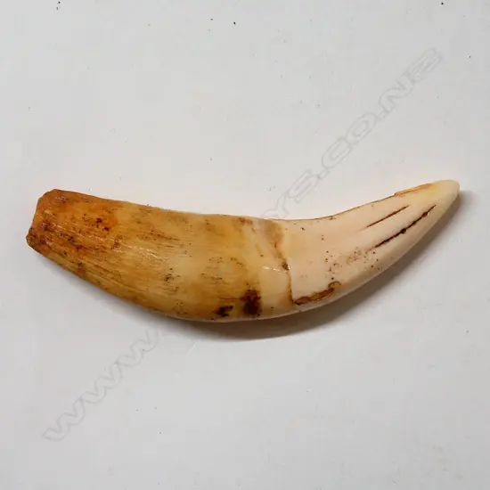 A vintage lion's tooth