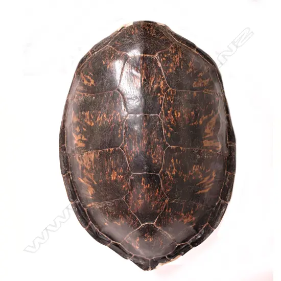 A large old tortoiseshell