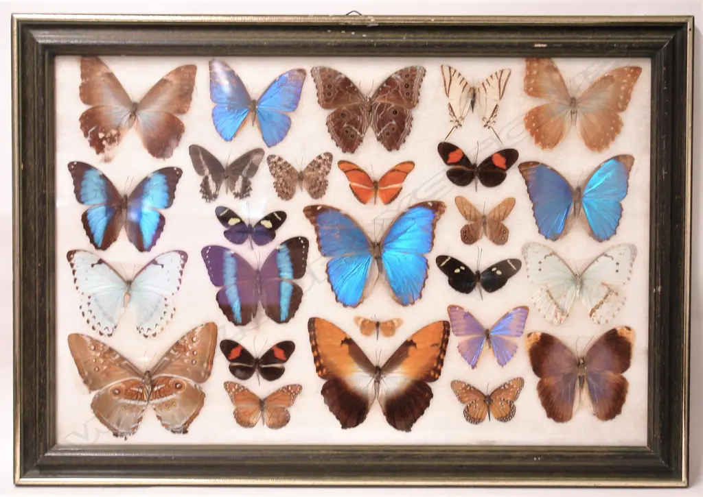 A large vintage framed display of 26 exotic butterflies Image 1++
