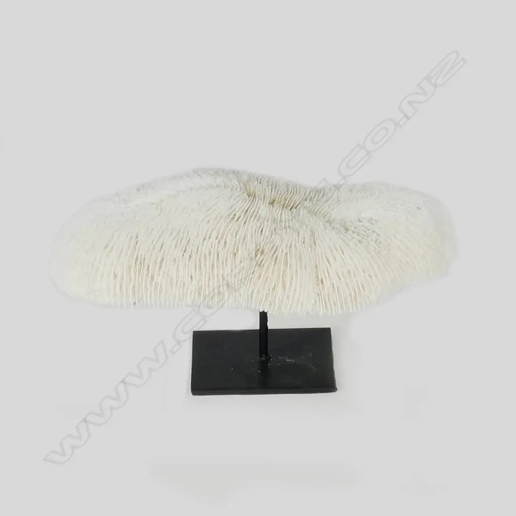 A piece of white mushroom form coral Image 1++