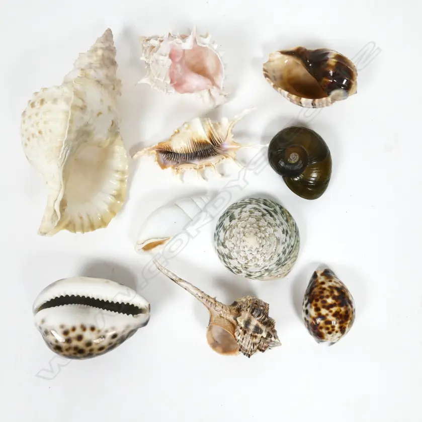 An impressive collection of Pacific seashells Image 1++