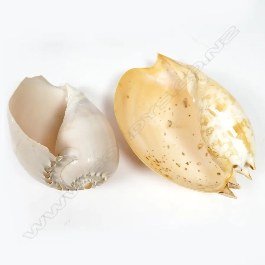 An impressive collection of Pacific seashells Image 1++