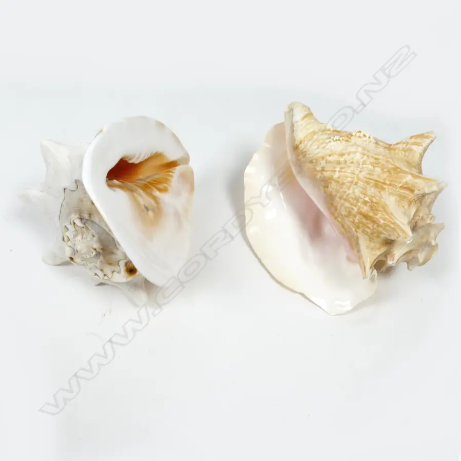 An impressive collection of Pacific seashells Image 1++