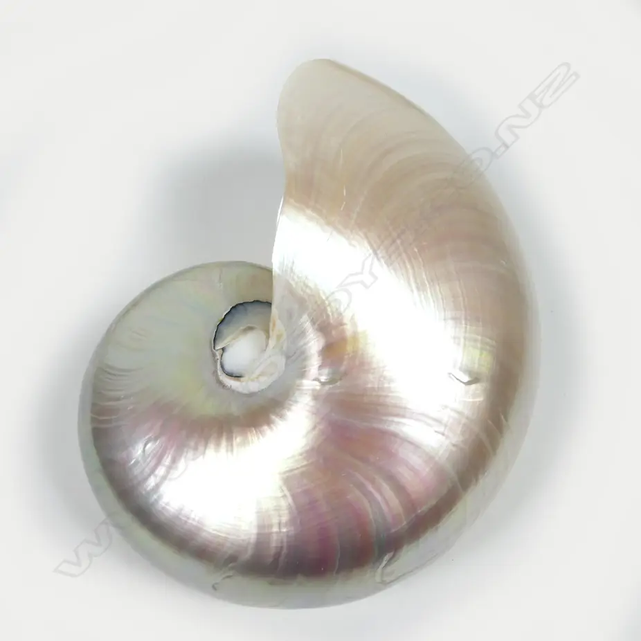 An impressive collection of Pacific seashells Image 1++