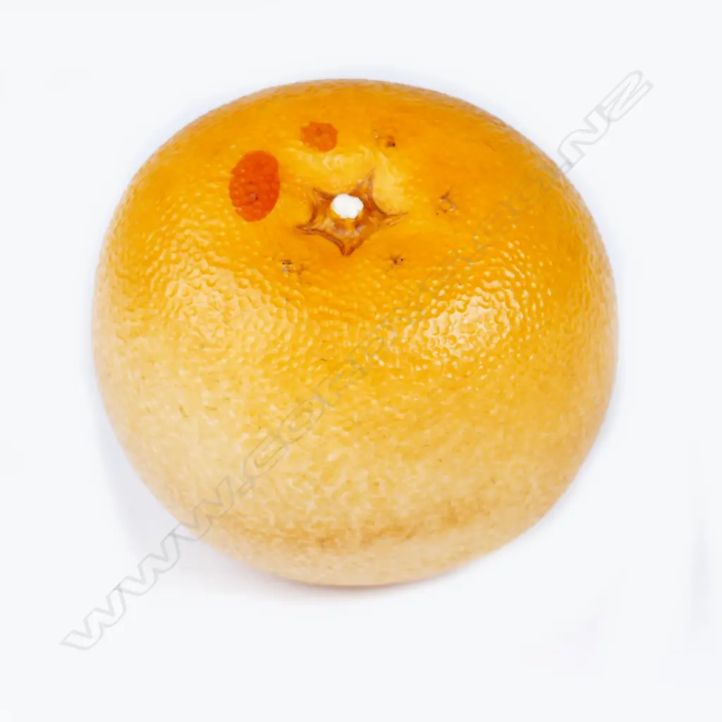 A late Meiji period Japanese ivory okimono carving in the form of a navel orange Image 1++