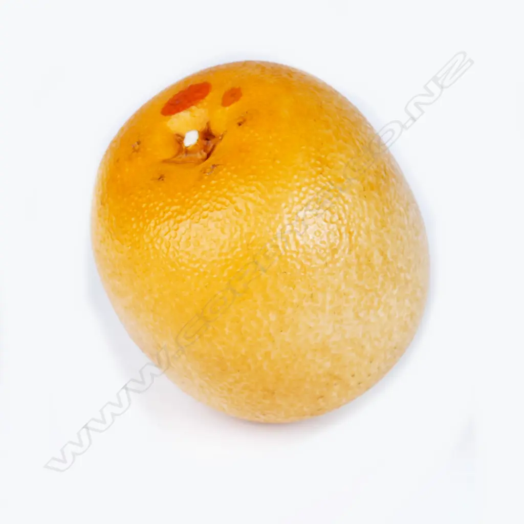 A late Meiji period Japanese ivory okimono carving in the form of a navel orange Image 1++