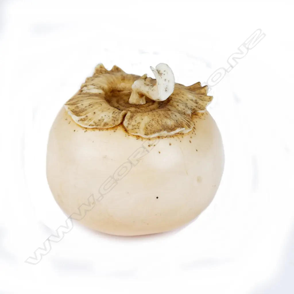 A late Meiji period Japanese ivory okimono carving in the form of a persimmon Image 1++