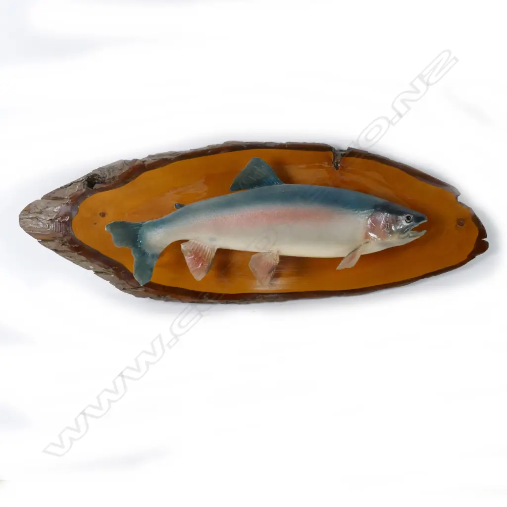 A taxidermy rainbow trout Image 1++