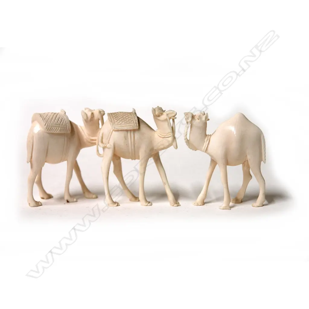 THREE IVORY CAMELS Image 1++