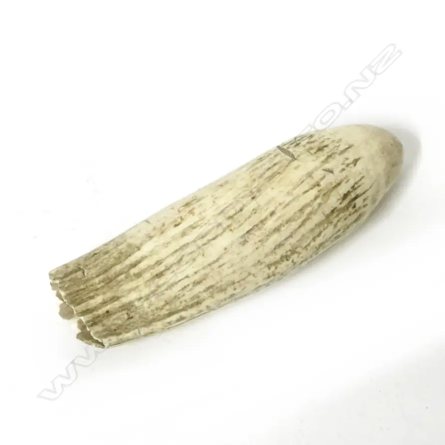 An old large sperm whale tooth Image 1++
