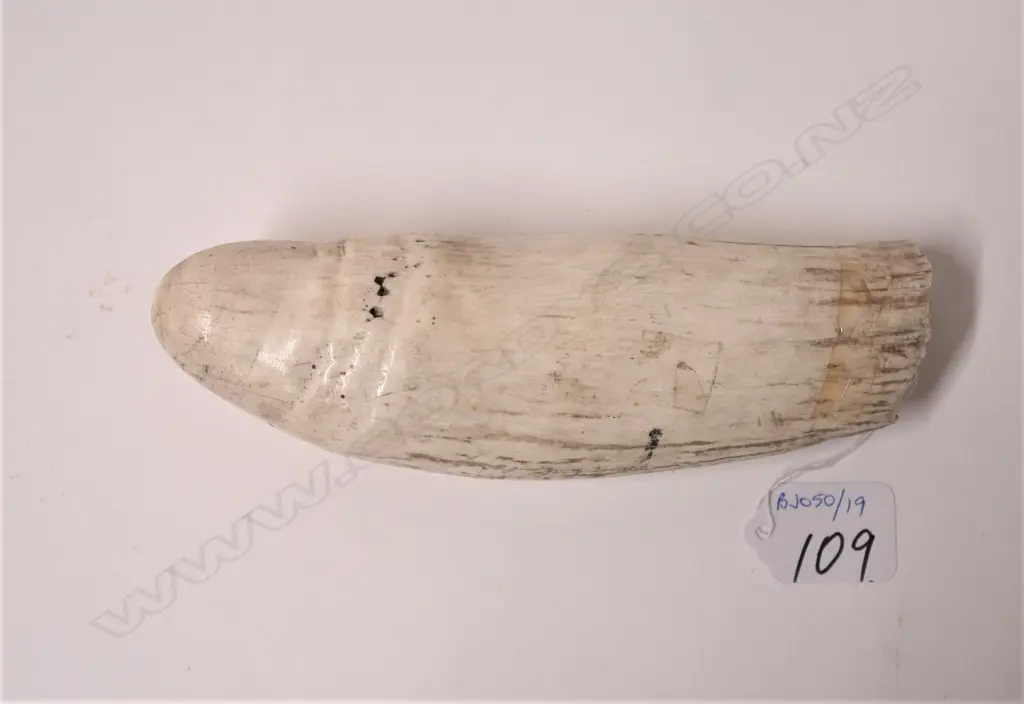An old large sperm whale tooth Image 1++