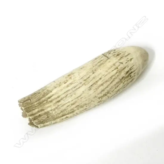 An old large sperm whale tooth