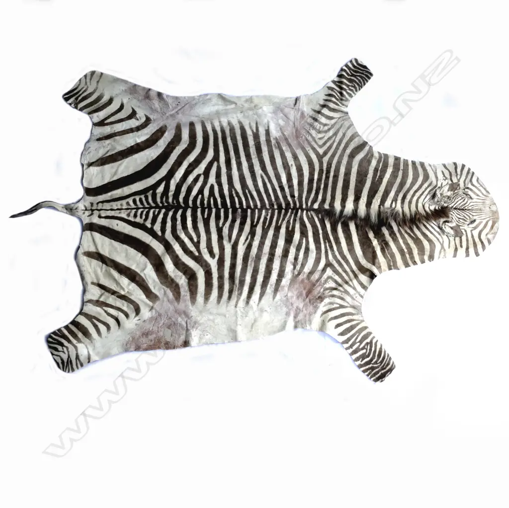 A Burchell's zebra skin Image 1++