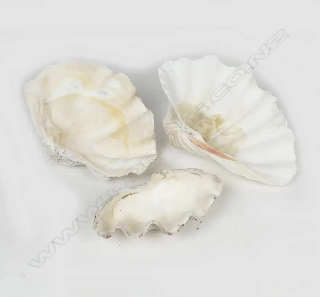 3 LARGE CLAM SHELLS Image 1++