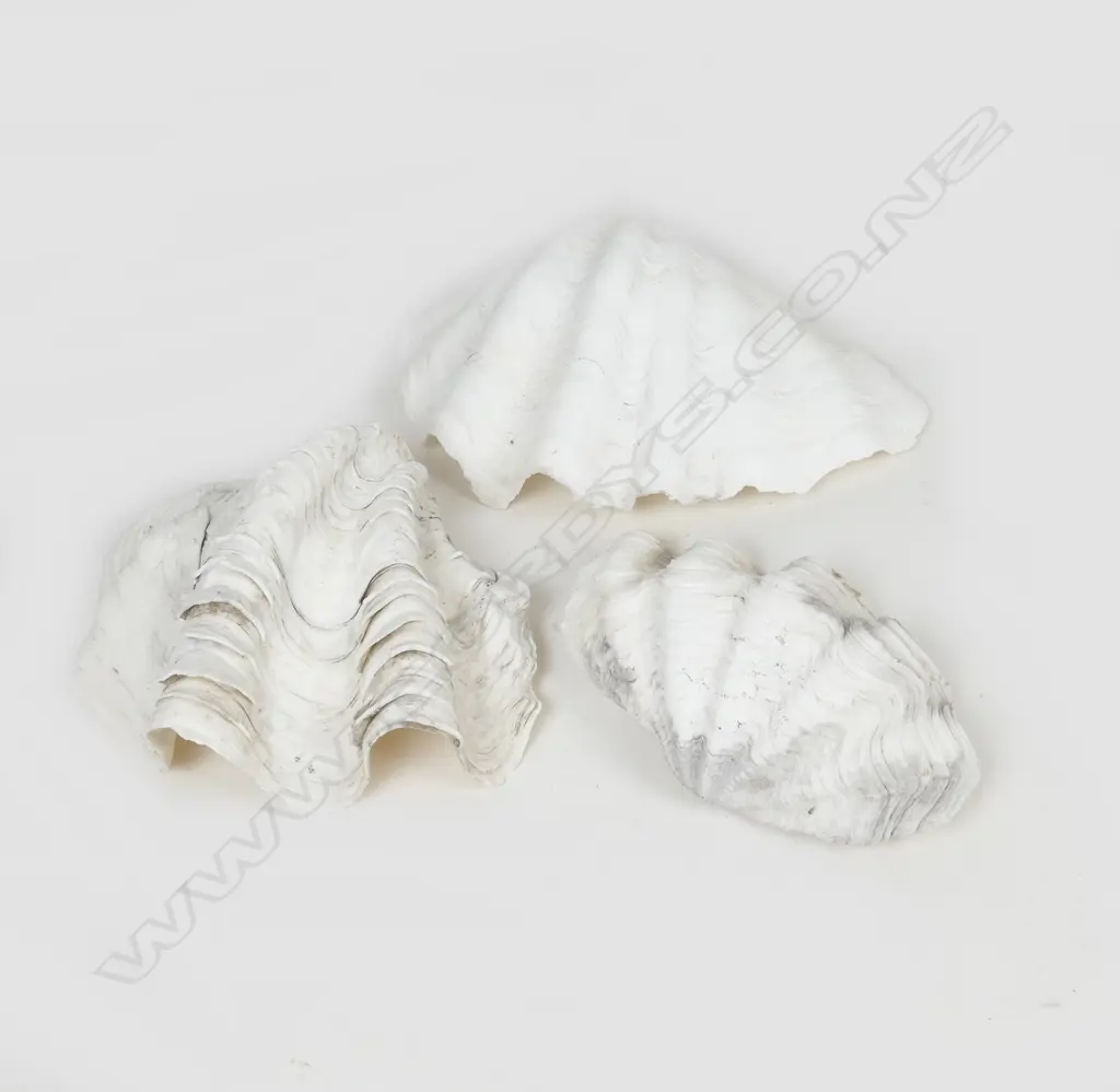 3 LARGE CLAM SHELLS Image 1++