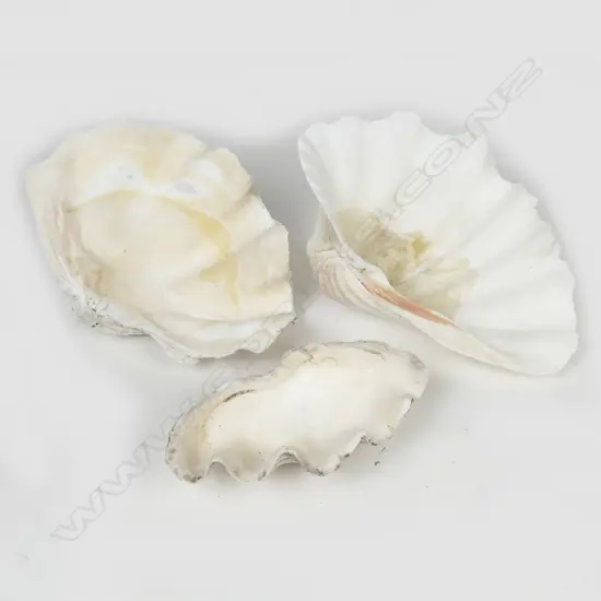 3 LARGE CLAM SHELLS
