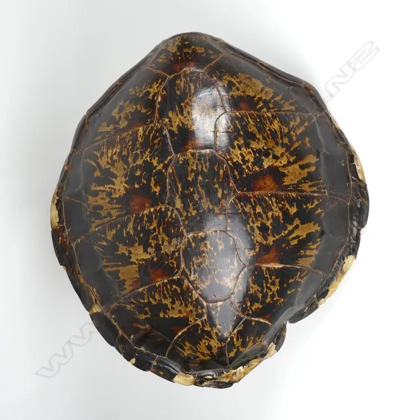 A large old polished turtle shell Image 1++