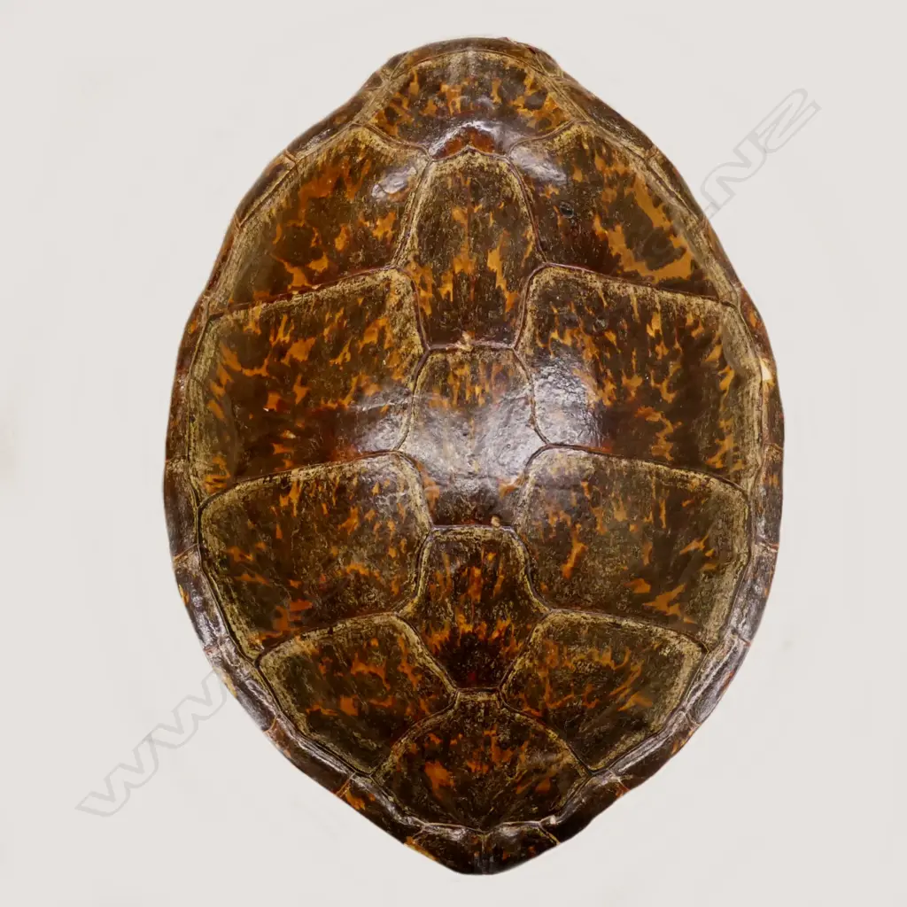 A large turtle shell Image 1++
