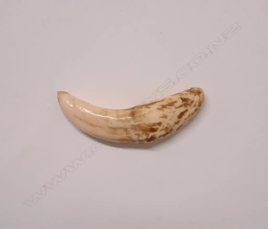 An old lion's tooth Image 1++
