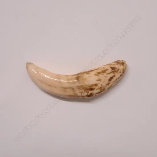 An old lion's tooth