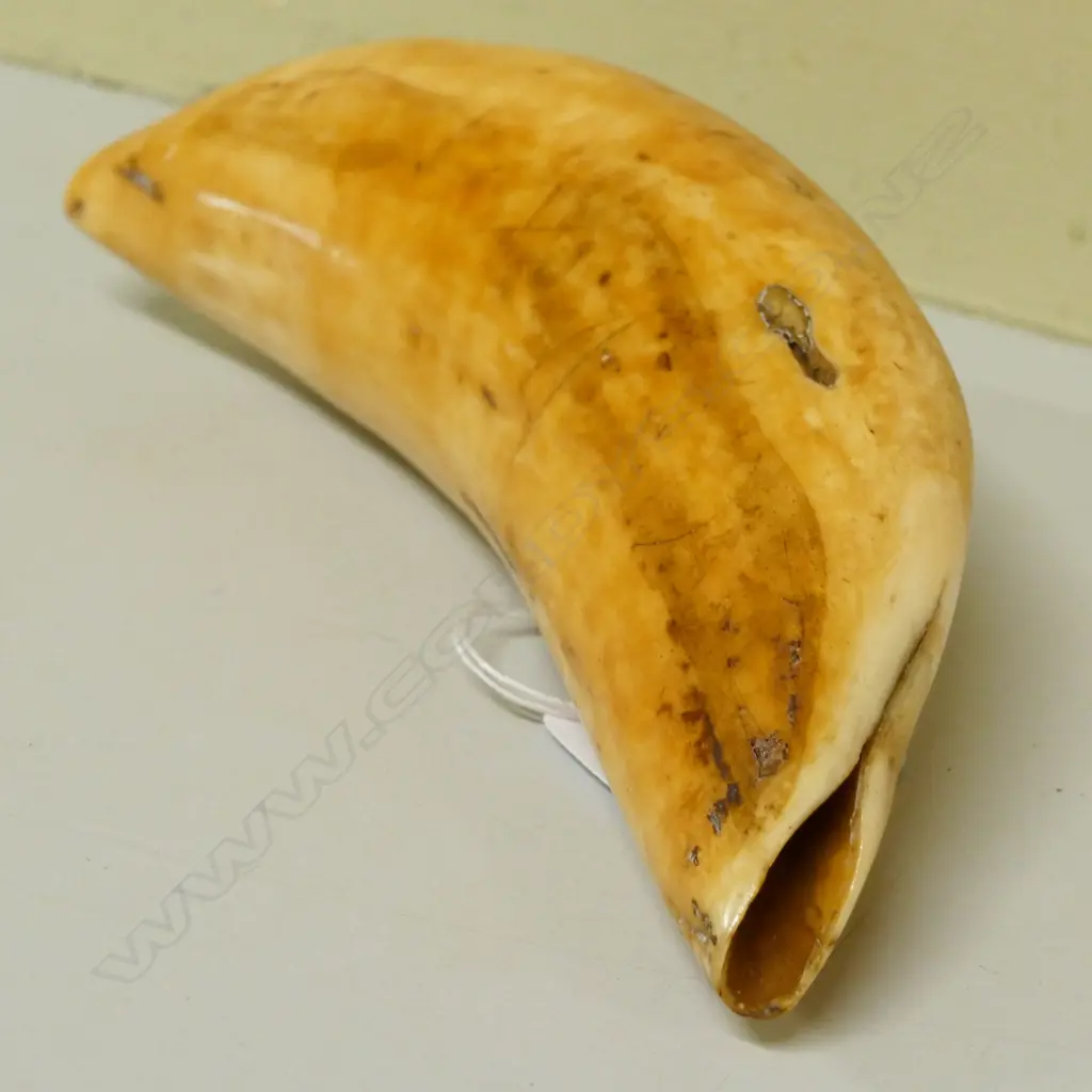 A 19thC Fijian tabua Image 1++