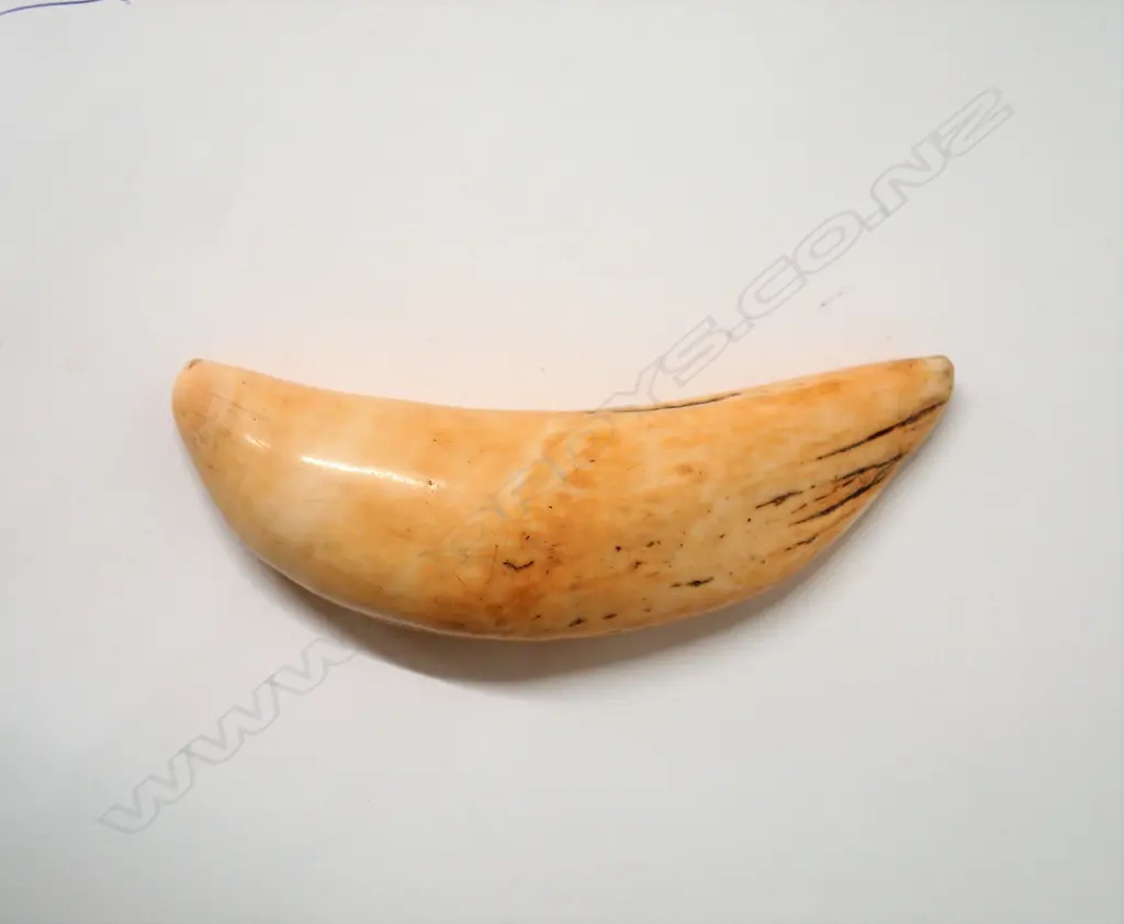 A 19thC Fijian tabua Image 1++