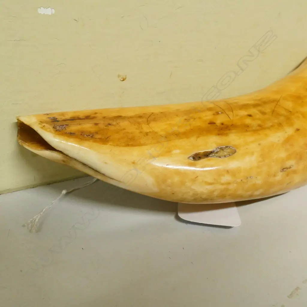 A 19thC Fijian tabua Image 1++