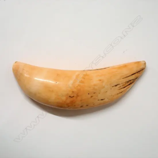 A 19thC Fijian tabua