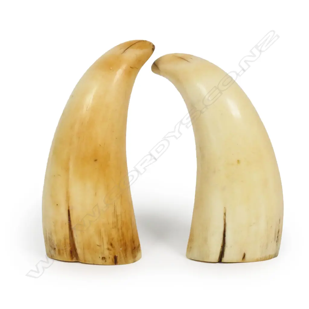 A pair of 19thC scrimshaw whales teeth, Image 1++