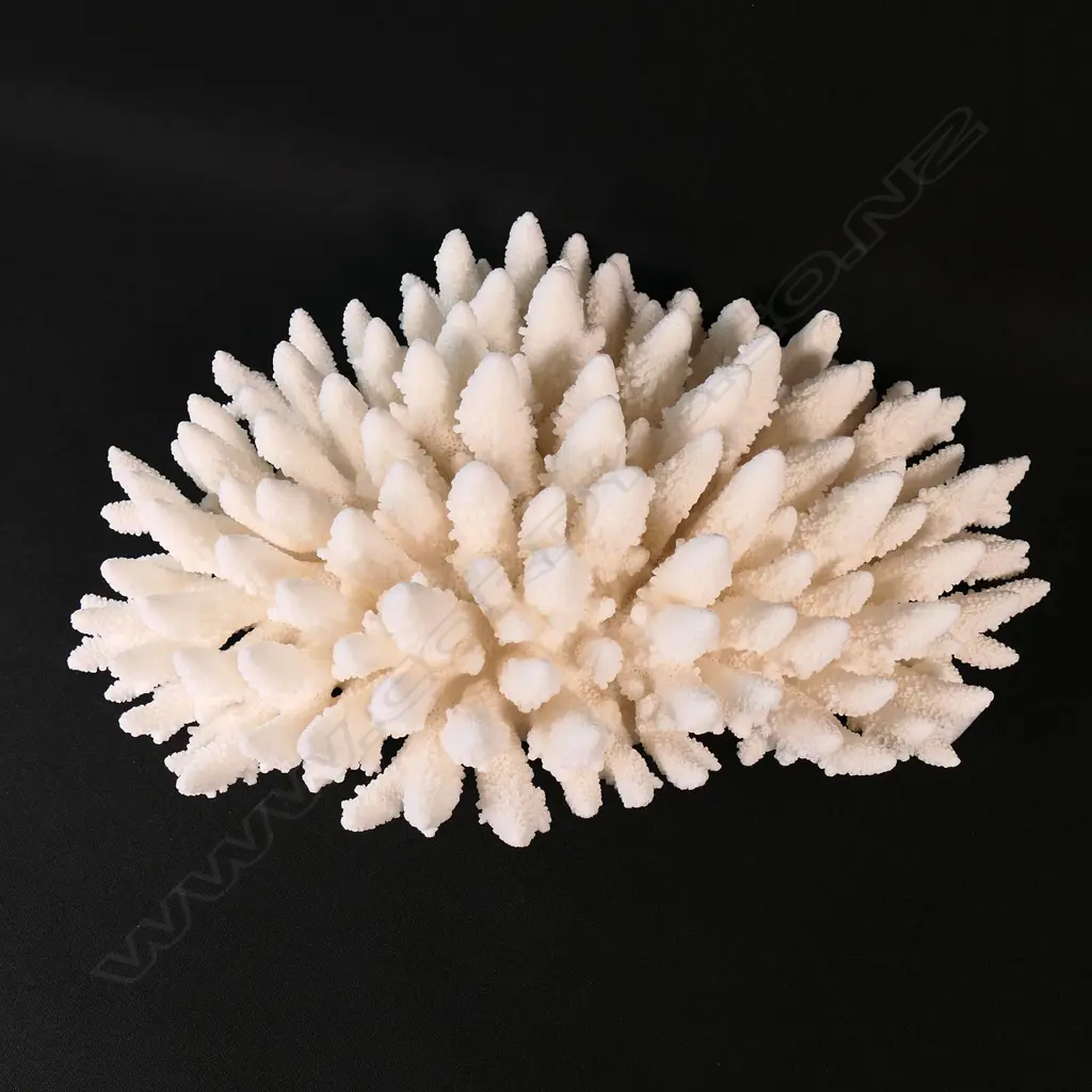 An Acroporidae coral specimen, Image 1++