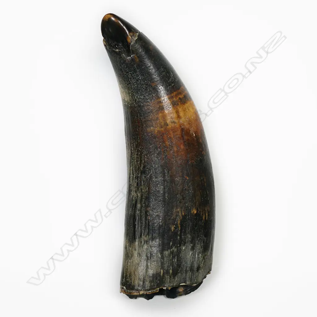 A rare ancient very large whales tooth, Image 1++