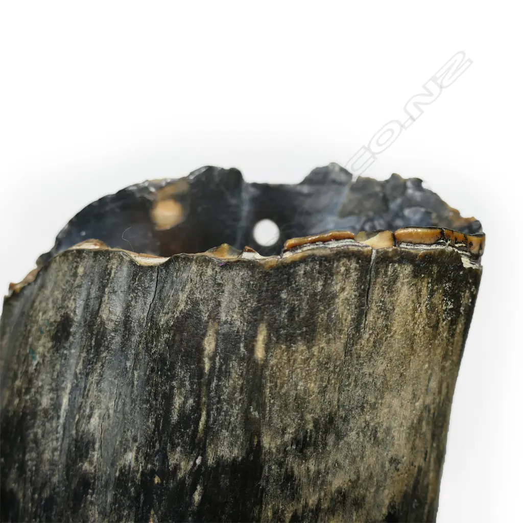 A rare ancient very large whales tooth, Image 1++