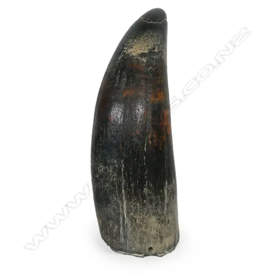A rare ancient very large whales tooth,