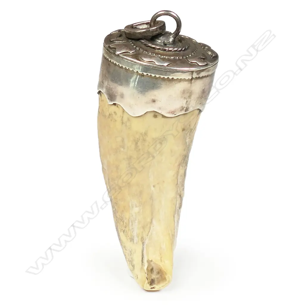 An old small whale’s tooth, Image 1++