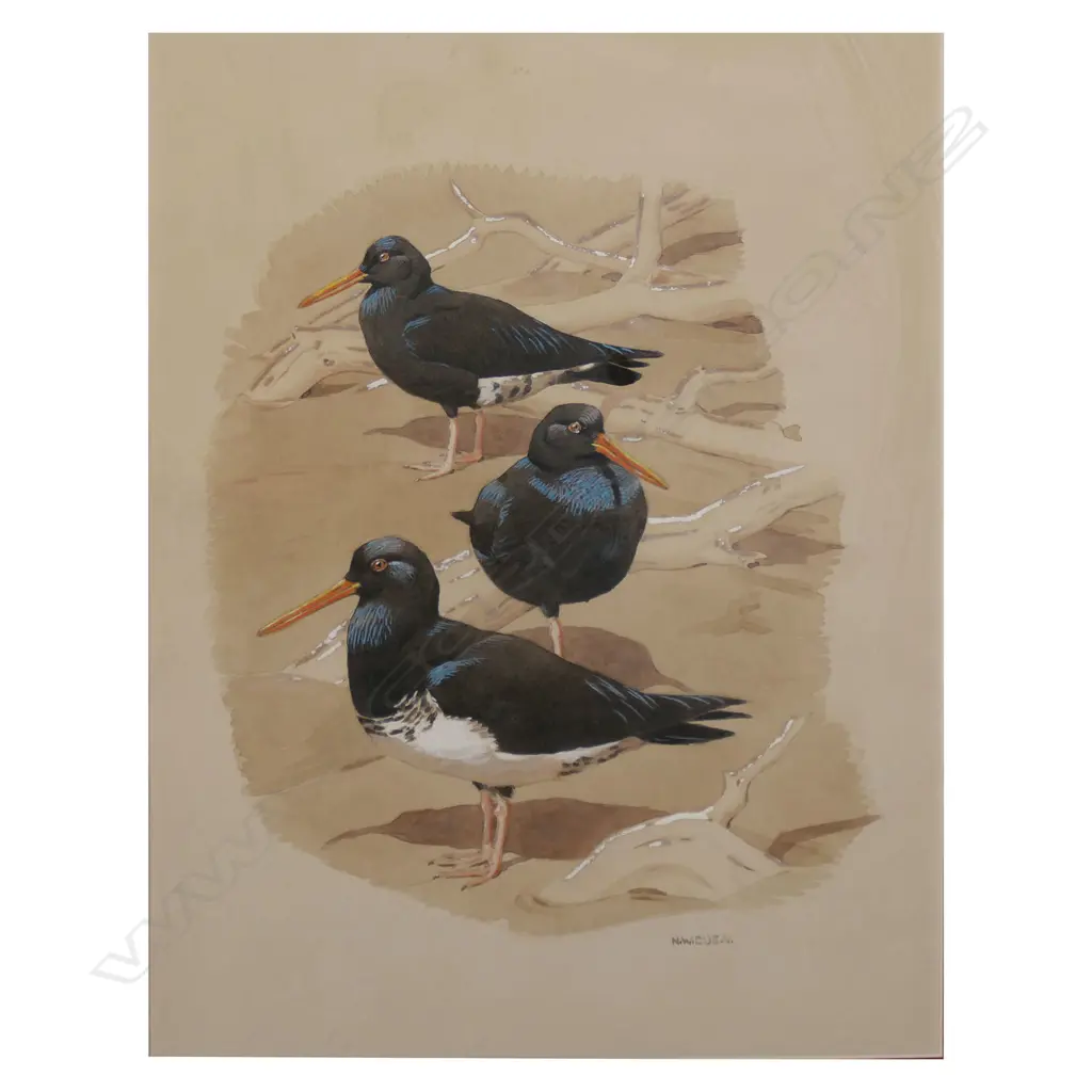NW CUSA (UK), NZ OYSTERCATCHERS, PEN & W/COLOUR ON PAPER, SIGNED, 570 x 640mm Image 1++